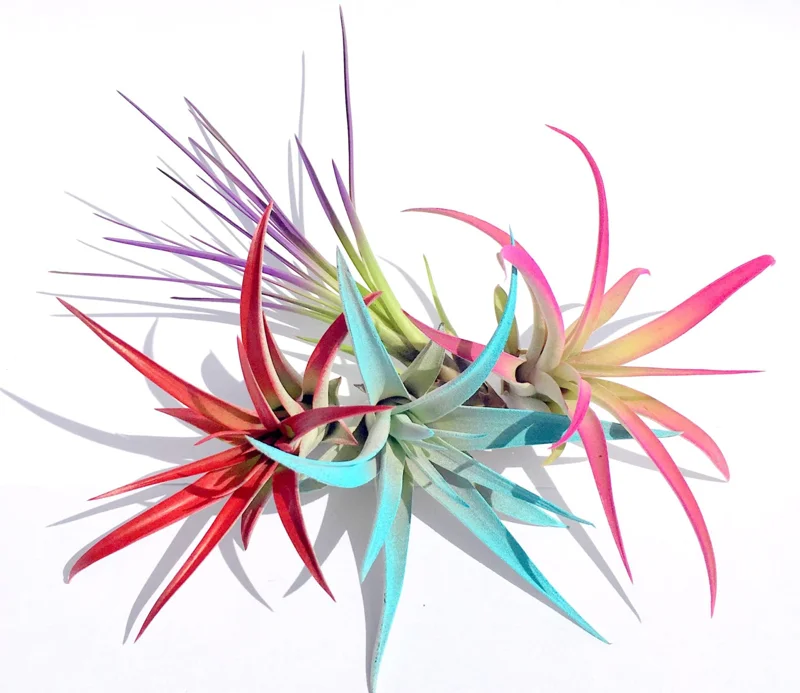 Colored Air Plant Fun Pack - 16 Tillandsia Live Plants for Terrariums - Image 2