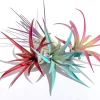 Colored Air Plant Fun Pack - 16 Tillandsia Live Plants for Terrariums - Image 1