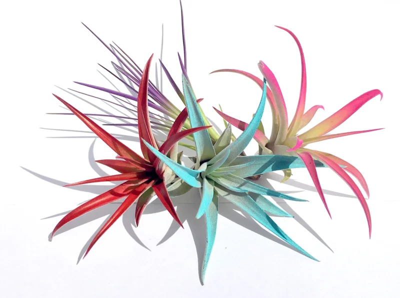 Colored Air Plant Fun Pack - 16 Tillandsia Live Plants for Terrariums - Image 1