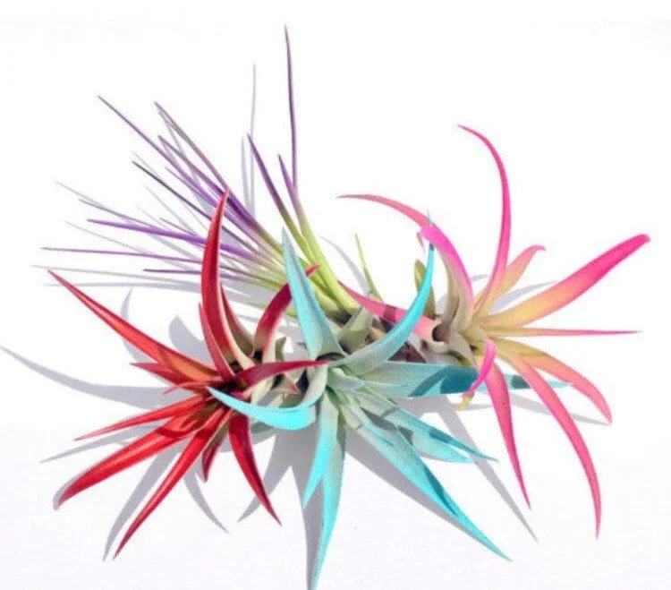 Colored Air Plant Fun Pack - 4 Tillandsia Live Plants for Terrariums, Indoor Decor, Turquoise, Pink, Purple, Red - Image 2