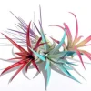 Colored Air Plant Fun Pack - 4 Tillandsia Live Plants for Terrariums, Indoor Decor, Turquoise, Pink, Purple, Red - Image 1