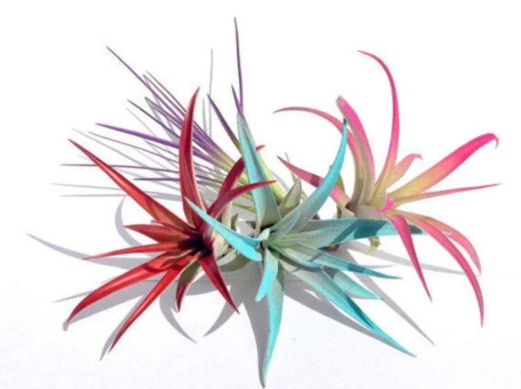 Colored Air Plant Fun Pack - 4 Tillandsia Live Plants for Terrariums, Indoor Decor, Turquoise, Pink, Purple, Red - Image 1