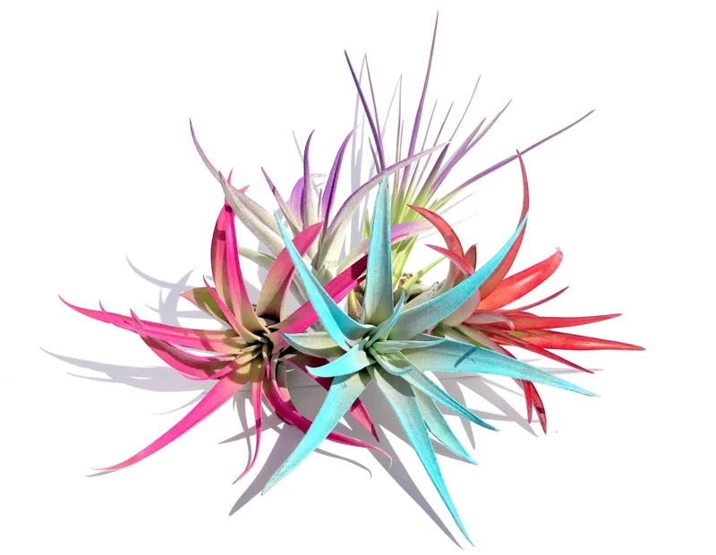 Colored Air Plant Mix 5-Pack Tillandsia Live Plants for Terrariums, Indoor Decor - Image 2