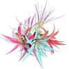 Colored Air Plant Mix 5-Pack Tillandsia Live Plants for Terrariums, Indoor Decor - Image 1