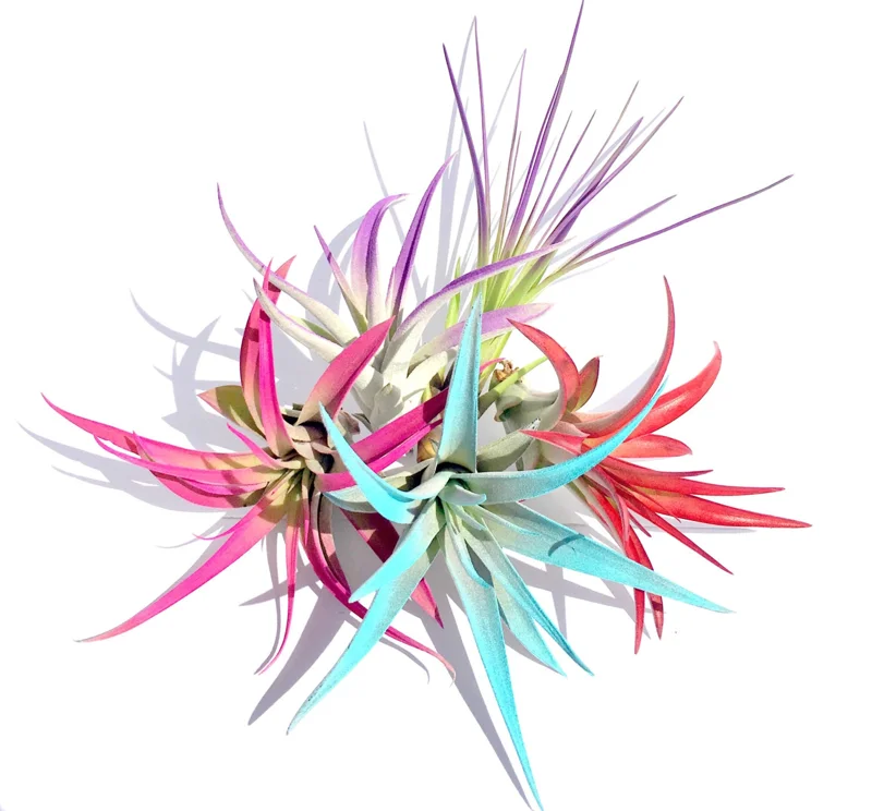 Colored Air Plant Mix 5-Pack Tillandsia Live Plants for Terrariums, Indoor Decor - Image 1