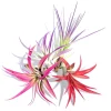 Colorful Air Plant Fun Pack - 4 Tillandsia Mix Live Plants, 4-8 inches, Indoor Terrarium Decor - Image 1