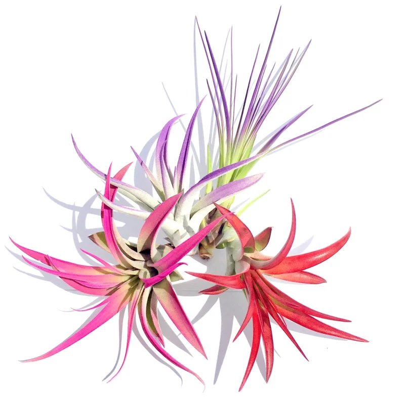 Colorful Air Plant Fun Pack - 4 Tillandsia Mix Live Plants, 4-8 inches, Indoor Terrarium Decor - Image 1
