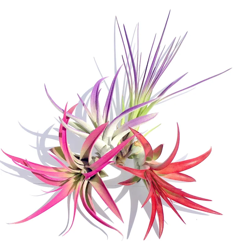 Colorful Air Plant Fun Pack - 4 Tillandsia Mix Live Plants, 4-8 inches, Indoor Terrarium Decor - Image 2