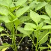 Compadre Chili Live Plants - Lot of 3 Super Hot Pepper Plants - Image 1