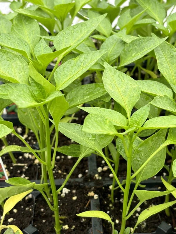 Compadre Chili Live Plants - Lot of 3 Super Hot Pepper Plants - Image 1