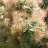 Cotinus Smokebush Live Plant - Approx 5-7 Inch Tall - Outdoor Deciduous Tree - Image 1