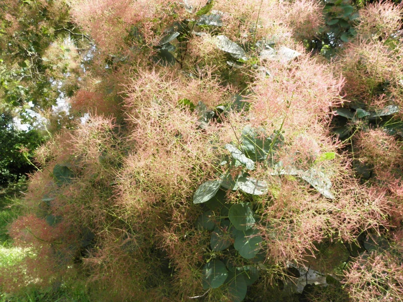 Cotinus Smokebush Live Plant - Approx 5-7 Inch Tall - Outdoor Deciduous Tree - Image 1