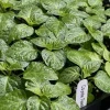 Coyote Zan White Chili Pepper Live Plants - 3 Pack Super Hot Vegetable - Image 1