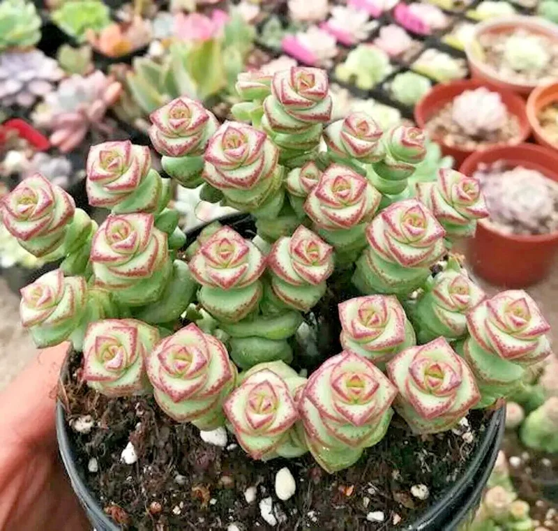 Crassula 'Jade Necklace' Succulent Seeds - 25 Seeds Pack for Indoor & Outdoor - Image 2