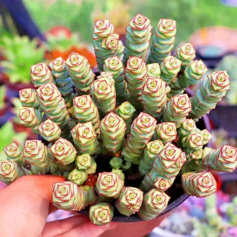 Crassula 'Jade Necklace' Succulent Seeds - 25 Seeds Pack for Indoor & Outdoor - Image 1