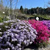 Creeping Phlox Live Plant Plugs - Colorful Groundcover, Edging, Rock Gardens - Image 1