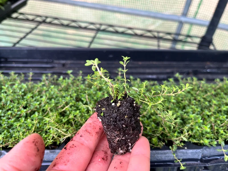 Creeping Thyme Live Plant - Fragrant Groundcover - 1 inch Plug - Outdoor - Image 2
