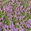 Creeping Thyme Live Plant - Fragrant Groundcover - 1 inch Plug - Outdoor - Image 1