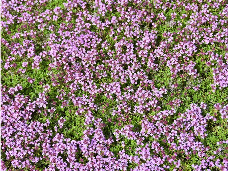 Creeping Thyme Live Plant - Fragrant Groundcover - 1 inch Plug - Outdoor - Image 1