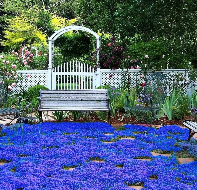 Creeping Thyme Seeds - Non-GMO, Easy-Grow Fragrant Ground Cover Plants, Outdoor - Image 3