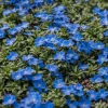 Creeping Thyme Seeds - Non-GMO, Easy-Grow Fragrant Ground Cover Plants, Outdoor - Image 1