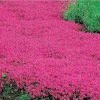 Creeping Thyme Seeds Pink Purple Ground Cover Perennial Herb Fragrant 100 Seeds Outdoor - Image 1