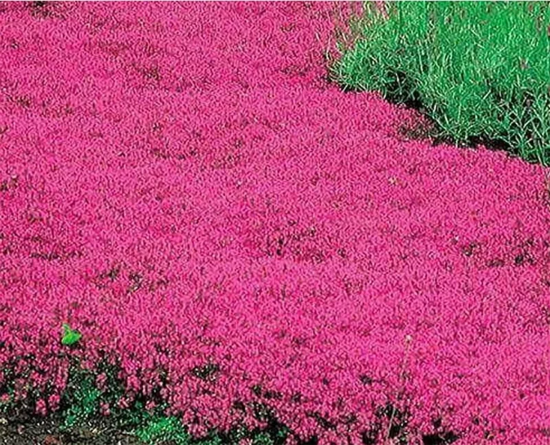Creeping Thyme Seeds Pink Purple Ground Cover Perennial Herb Fragrant 100 Seeds Outdoor - Image 1