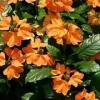 Crossandra Firecracker Flower Live Plant - Starter Plug - Vibrant Orange Blooms - Image 1