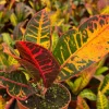 Croton Codiaeum Variegatum Live Plant – Colorful Indoor Foliage – 4 Inch Pot - Image 1