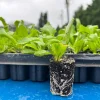 Culantro Herb Live Plant – Well-Rooted Seedling Plug – 1-inch Pot - Image 1