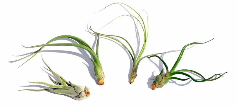 Curly Air Plant Mix 5 Live Plants - Tillandsia for Terrariums & Wedding Favors, 4-7 inches - Image 2