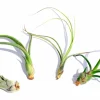 Curly Air Plant Mix 5 Live Plants - Tillandsia for Terrariums & Wedding Favors, 4-7 inches - Image 1