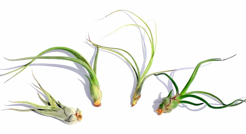 Curly Air Plant Mix 5 Live Plants - Tillandsia for Terrariums & Wedding Favors, 4-7 inches - Image 1