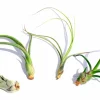 Curly Air Plant Mix - Tillandsia Variety Pack of 3 Live Plants - 4-7 inches - Image 1