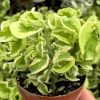 Curly Devil's Backbone Variegated Succulent Live Plant 2.5" Pot Indoor Outdoor - Image 1