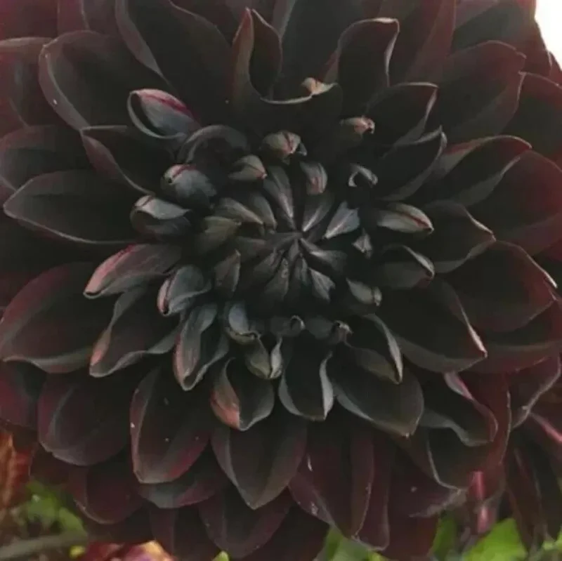 Dahlia Flower Seeds - Perennial Mix - 20 Seeds - Outdoor Garden - Image 2