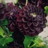 Dahlia Flower Seeds - Perennial Mix - 20 Seeds - Outdoor Garden - Image 1