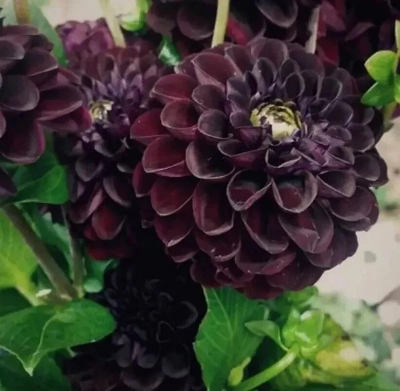 Dahlia Flower Seeds - Perennial Mix - 20 Seeds - Outdoor Garden - Image 1