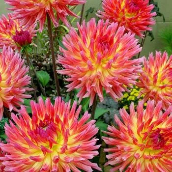 Dahlia Lubega Power Live Plant - Red White Blooms, Well Rooted Plug 1" x 1" x 1.25" - Outdoor - Image 1