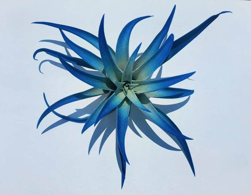 Dark Blue Air Plant Tillandsia Live Plant – 4-6 Inch, Low Maintenance Indoor - Image 5