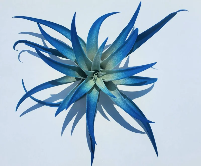 Dark Blue Indigo Tillandsia Air Plant - Live Houseplant, 4-6 in - Image 1
