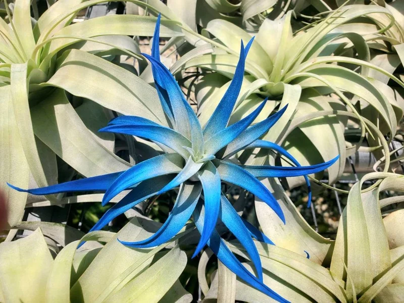 Dark Blue Indigo Tillandsia Air Plant - Live Houseplant, 4-6 in - Image 2
