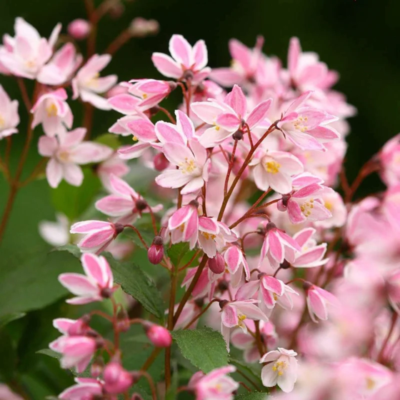 Deutzia Yuki Cherry Blossom Shrub - Live Starter Plant 4-6 Inch, Outdoor - Image 1