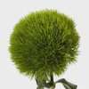 Dianthus Flower Plants - Well-Rooted Plugs for Cut Flower Garden - Live Plant - Image 1