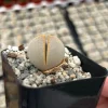 Dinteranthus Wilmotianus Live Plant – Living Stone Succulent – 2'' Pot - Image 1