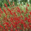 Double Take Scarlet Storm Quince Live Shrub – 6-9 Inch Starter Plant, Outdoor - Image 1
