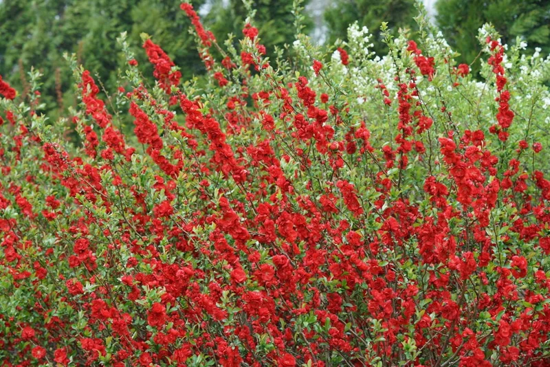 Double Take Scarlet Storm Quince Live Shrub – 6-9 Inch Starter Plant, Outdoor - Image 1