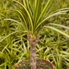 Dracaena Marginata Sunshine Live Plant - 4 Inch Pot, Indoor Mini Tree - Image 1