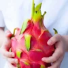 Dragon Fruit (Pitahaya) Plant Cuttings & Seeds - Grow Your Own Exotic Fruit - Image 1