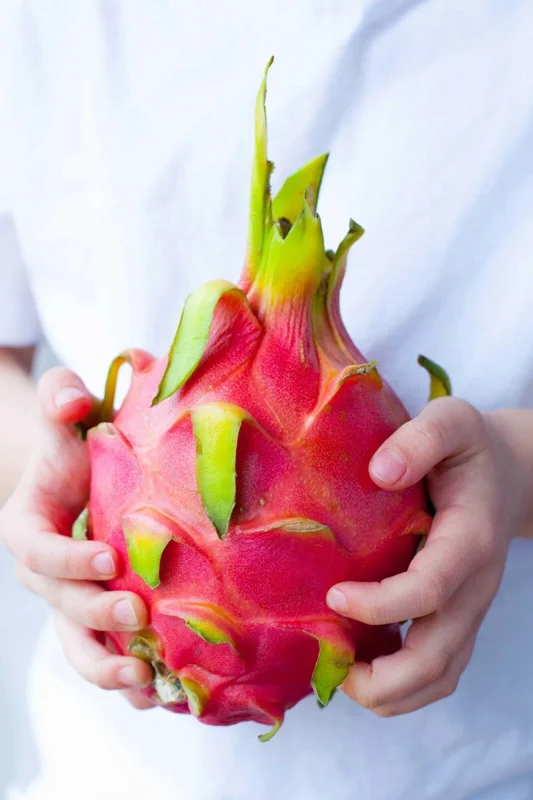 Dragon Fruit (Pitahaya) Plant Cuttings & Seeds - Grow Your Own Exotic Fruit - Image 1